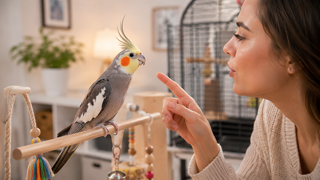 آموزش صحبت کردن عروس هلندی؛ روشهای آموزش کلمات و افزایش توانایی حرف زدن