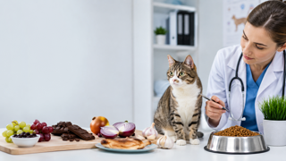 گربه چه غذاهایی نباید بخورد؟ لیست کامل غذاهای ممنوعه و خطرناک برای گربهها